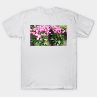 Flowers, pink tulips, Skagit Valley, Washington State T-Shirt